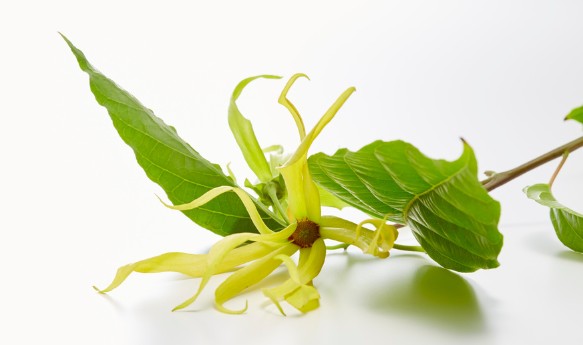 ylang ylang