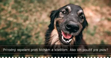 Prírodný repelent proti blchám a kliešťom. Ako ich použiť pre psov?
