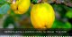 Nádherná aróma a pozitívne účinky na zdravie. To je dula!