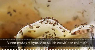 Vínne mušky v byte. Ako sa ich zbaviť bez chémie? Vínne mušky v byte. Ako sa ich zbaviť bez chémie?