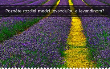Poznáte rozdiel medzi levanduľou a lavandinom?