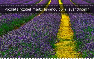 Poznáte rozdiel medzi levanduľou a lavandinom? Poznáte rozdiel medzi levanduľou a lavandinom?