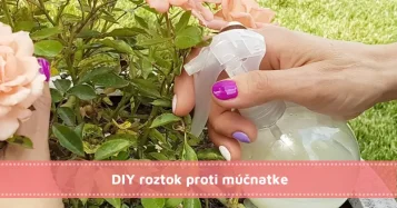 DIY roztok proti múčnatke