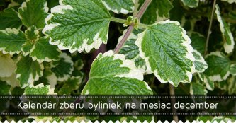 Kalendár zberu byliniek na mesiac december Kalendár zberu byliniek na mesiac december