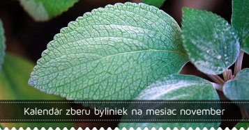 Kalendár zberu byliniek na mesiac november