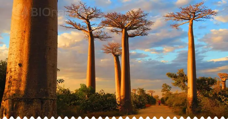 Baobab strom na Madagaskare