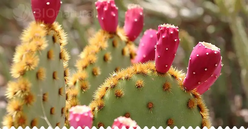Opuncia kaktus